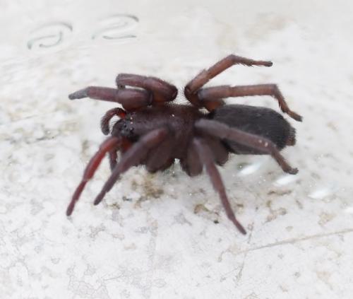 Réf. 246 727 : Scotophaeus scutulatus